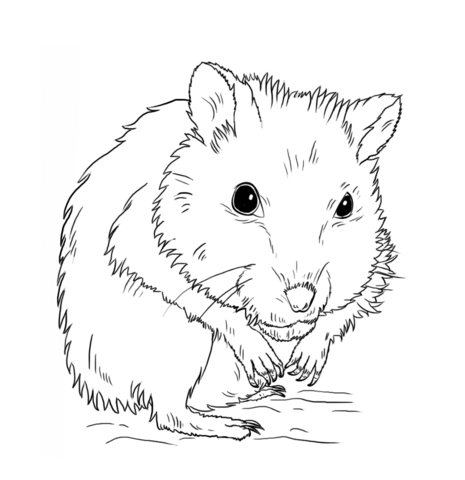 Dwarf Hamster Coloring Page